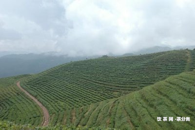 小柑胎配什么泡茶最好喝及與陳皮搭配，沖泡方法