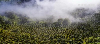 冰糖陳皮普洱茶