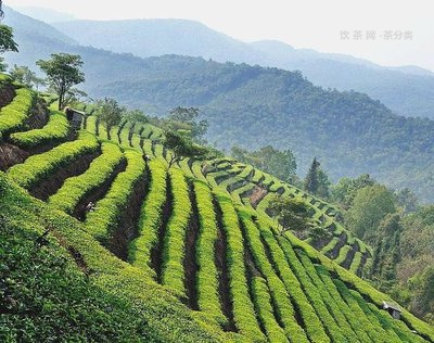 普洱生茶蒸壓過程