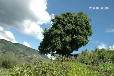 磨烈茶和冰島老寨茶的區(qū)別及口感特點(diǎn)