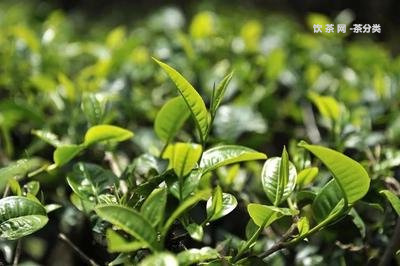 陳年普洱茶餅怎么泡