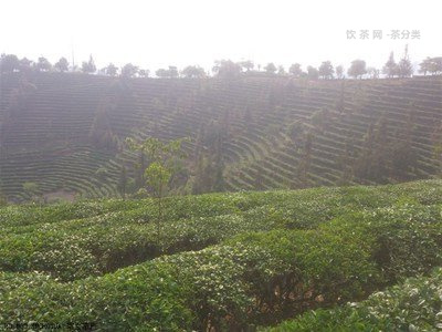 五等十級普洱茶