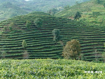 昆明壓茶餅的地址