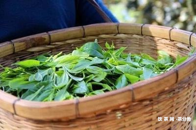 心血管狹窄可以沖飲陳皮普洱茶嗎