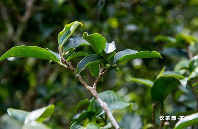 知福普洱熟茶價(jià)格