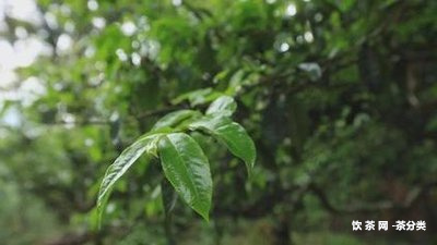 普洱茶煮出來的茶有棉絮狀