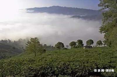 建與普洱茶的區(qū)別