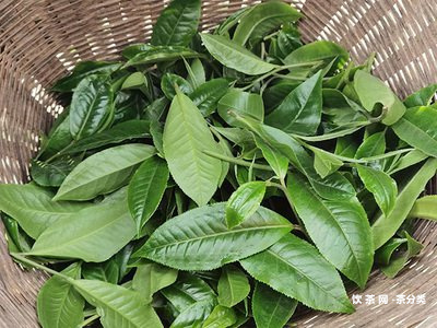 茶樹王茶業(yè)普洱茶品評