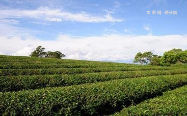 白露印象古春普洱茶