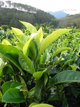 92方磚普洱茶用料