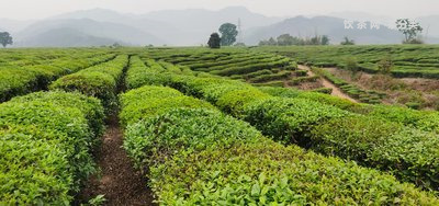 古樹茶普洱生茶