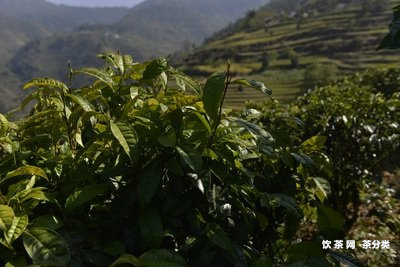 貓耳朵古樹茶多少錢一斤