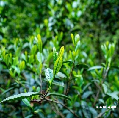 普洱茶怎樣分辨色素