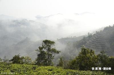 資深熟普洱茶加盟