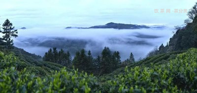 買來普洱茶沒開封放了一年,還能喝嗎