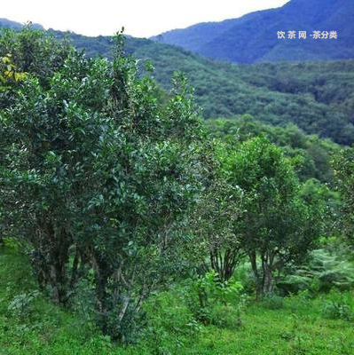 什么普洱茶喉韻清涼