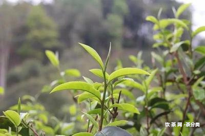 陳皮老白茶和陳皮普洱哪個(gè)好