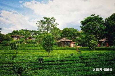 子樹田古樹茶