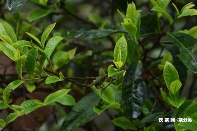 御品香茗海水江崖茶葉