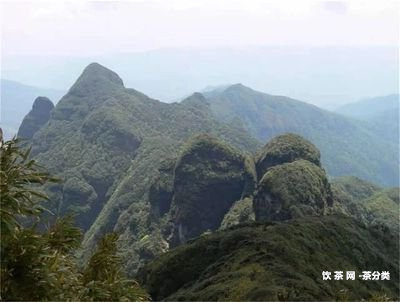 普洱茶沱分幾種重量