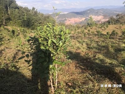 勐海普洱熟茶價格