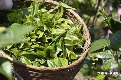 普洱茶悶泡好嗎怎么泡才好喝？悶泡法教你鑒別普洱茶好壞并泡出口感濃的好茶！