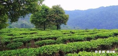 普洱班盆古樹茶特點