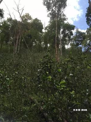 羊城青山茶普洱茶