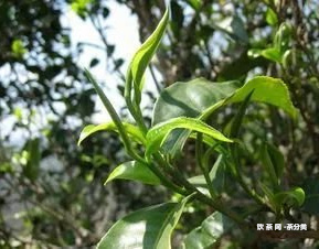 中福普洱茶怎么樣