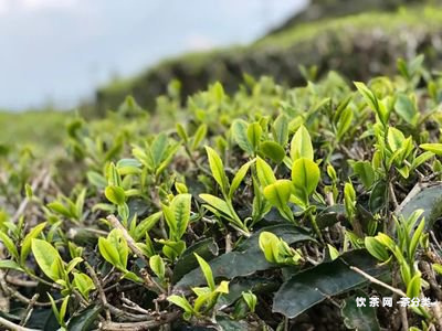 普洱生茶散茶特點