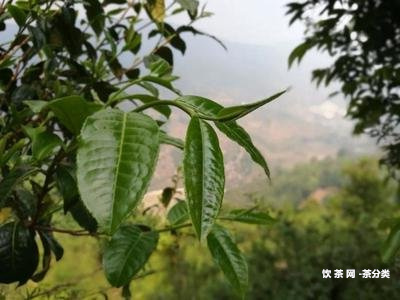 福今茶廠歷發(fā)展及前身簡(jiǎn)介與現(xiàn)狀