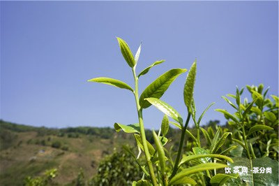 布朗山什么茶出名