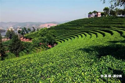 普洱茶中的山野氣韻