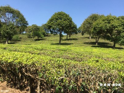 云南品真地道普洱茶