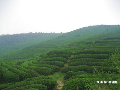 普洱茶的種植氣候