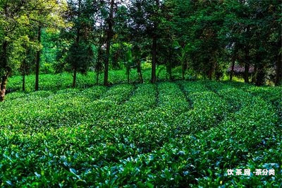 假如品嘗普洱茶好壞