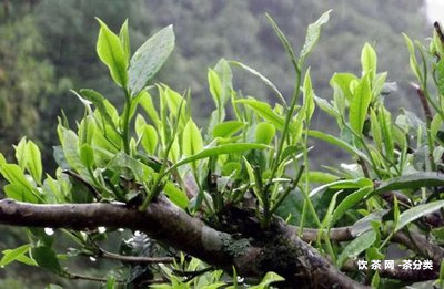 普洱生茶怎樣陳化