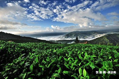 茶道視頻普洱茶泡法