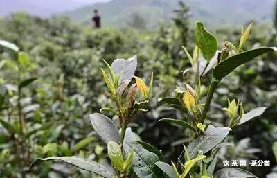 普洱熟茶哪家淘寶店好