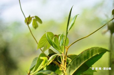 普洱茶基礎(chǔ)專業(yè)知識