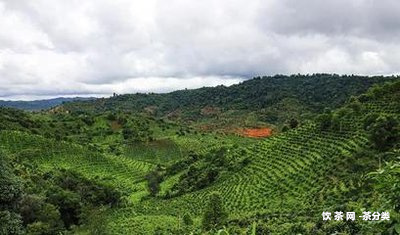 西雙版納普洱茶區(qū)茶山分布