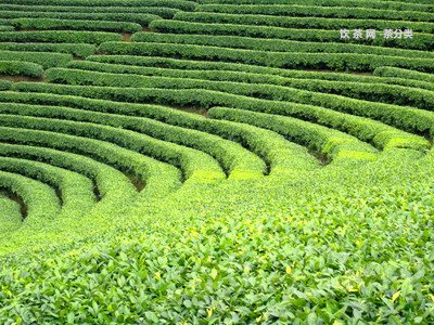 普洱茶保山茶區(qū)滋味