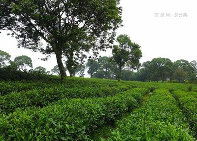 普洱青餅生茶價格