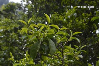 背陰山普洱茶特點(diǎn)