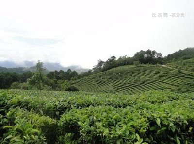 布朗山是冰島是生茶還是熟茶