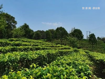 普洱茶為什么有顏色