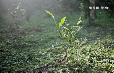 普洱茶的根莖的圖片