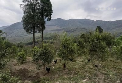 佤山映象普洱茶價格