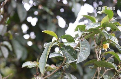 裕華國貿(mào)普洱茶