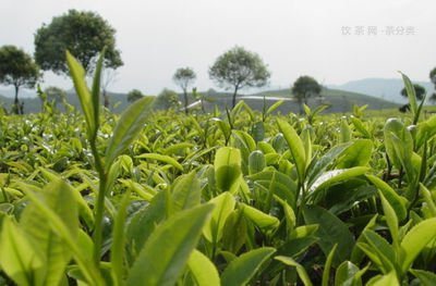 龍生茶業(yè)陳年普洱